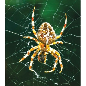 Essenza Singola Wild Earth - Spider (Ragno) 30 ml