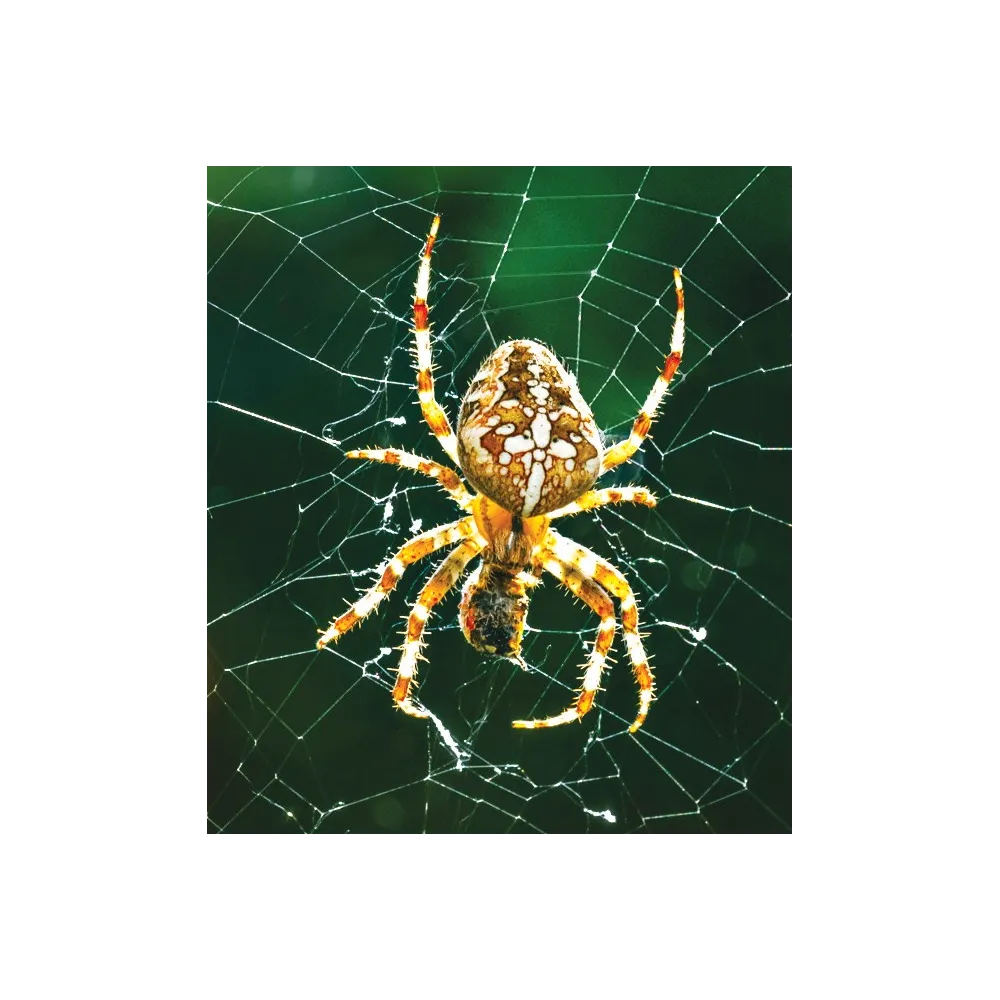 Esencia única de Wild Earth - Araña