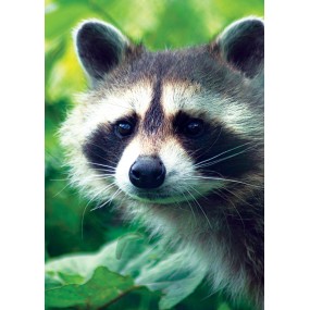 Wild Earth Single Essence - Raccoon (Raccoon) 30 ml