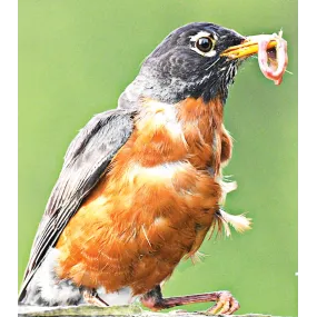 Esencia única de Tierra Salvaje - Robin