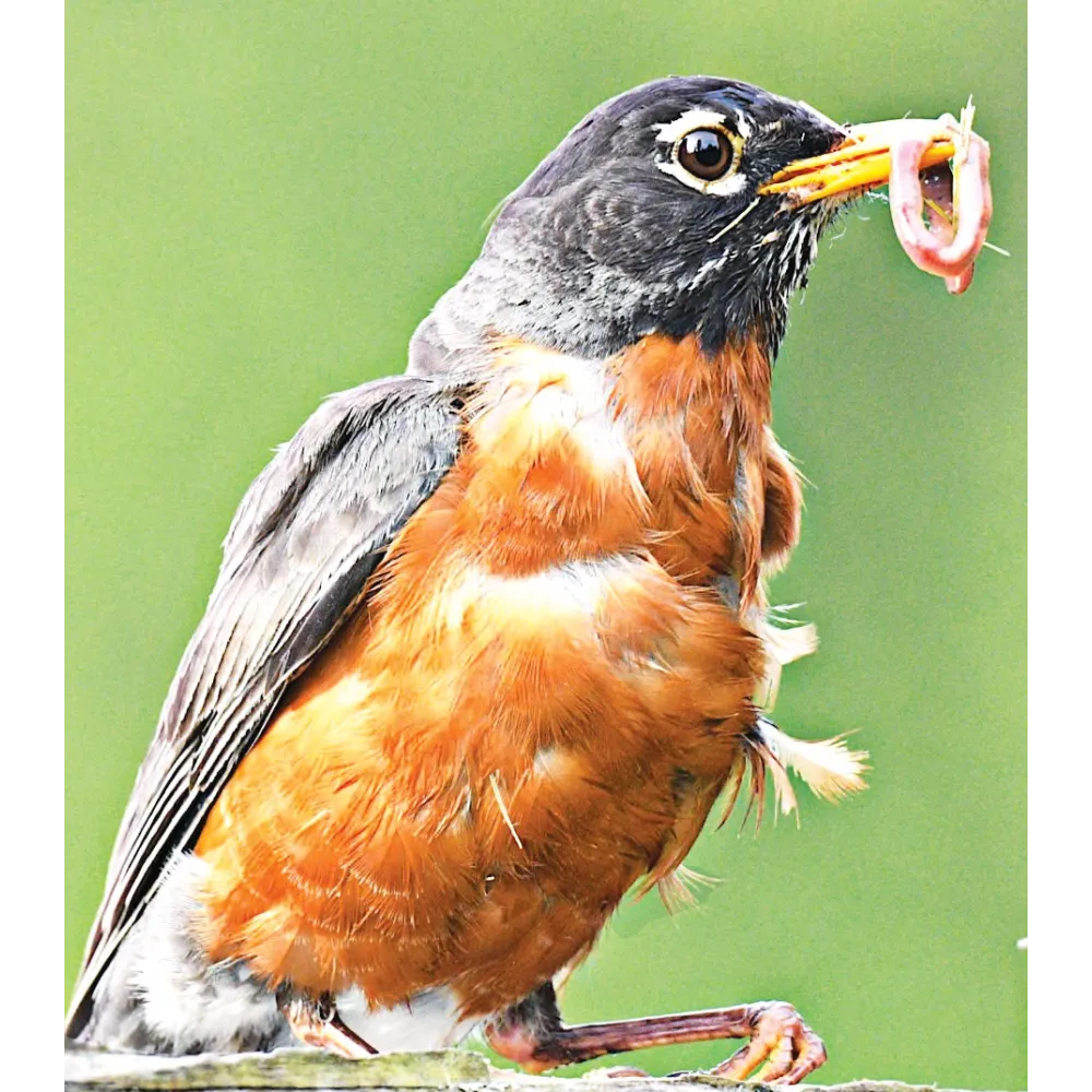 Esencia única de Tierra Salvaje - Robin