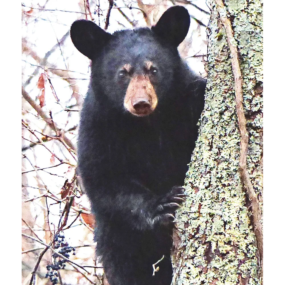 Wild Earth Single Essence - Bear 30 ml