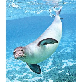 Essenza Singola Wild Earth - Seal (Foca) 30 ml