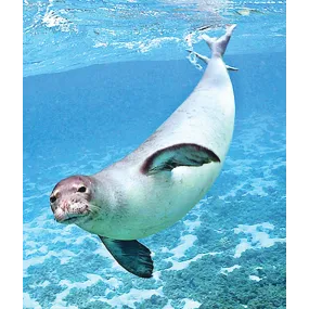 Wild Earth Single Essence -...