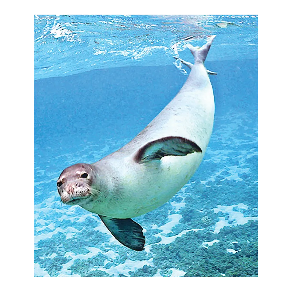 Wild Earth Single Essence - Seal