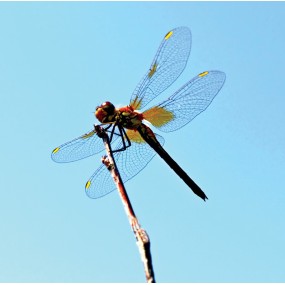 Essenza Singola Wild Earth - Dragonfly (Libellula) 30 ml