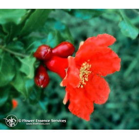 Californian Single Essence FES - Pomegranate (Punica granatum) 7.4 ml