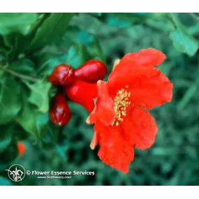 Esencia única de California...