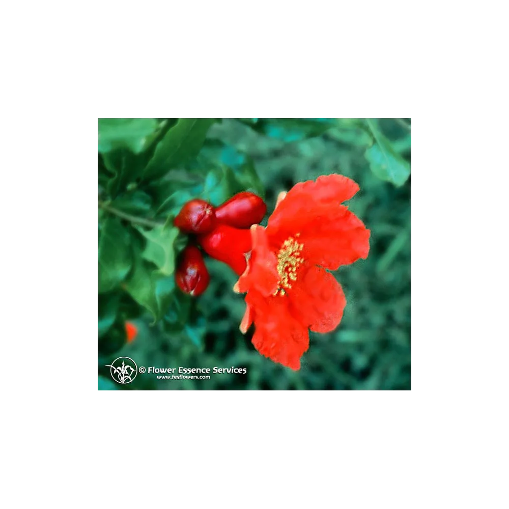 Essenza Singola Californiana FES - Pomegranate (Punica granatum) 7,4 ml