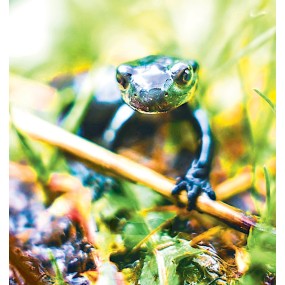 Essenza Singola Wild Earth - Salamander (Salamandra) 30 ml