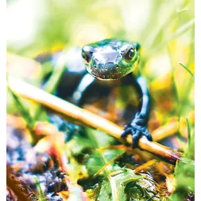 Wild Earth Single Essence –...