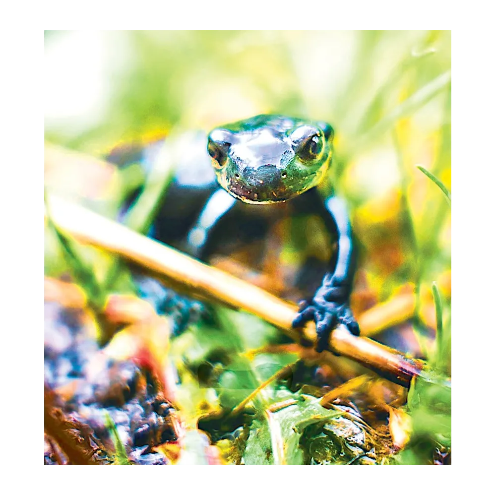Essence unique Wild Earth - Salamandre (Salamandra)