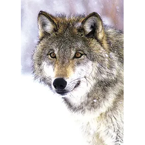 Essence unique Wild Earth -...