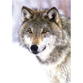 Essenza Singola Wild Earth - Wolf (Lupo) 30 ml