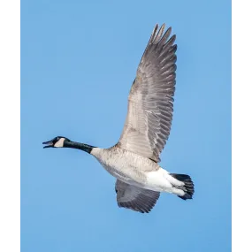 Essence unique Wild Earth -...