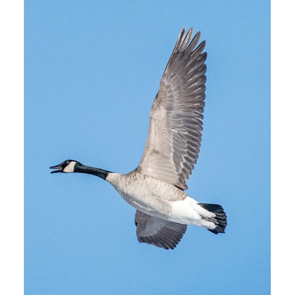 Esencia única Wild Earth - Canada Goose