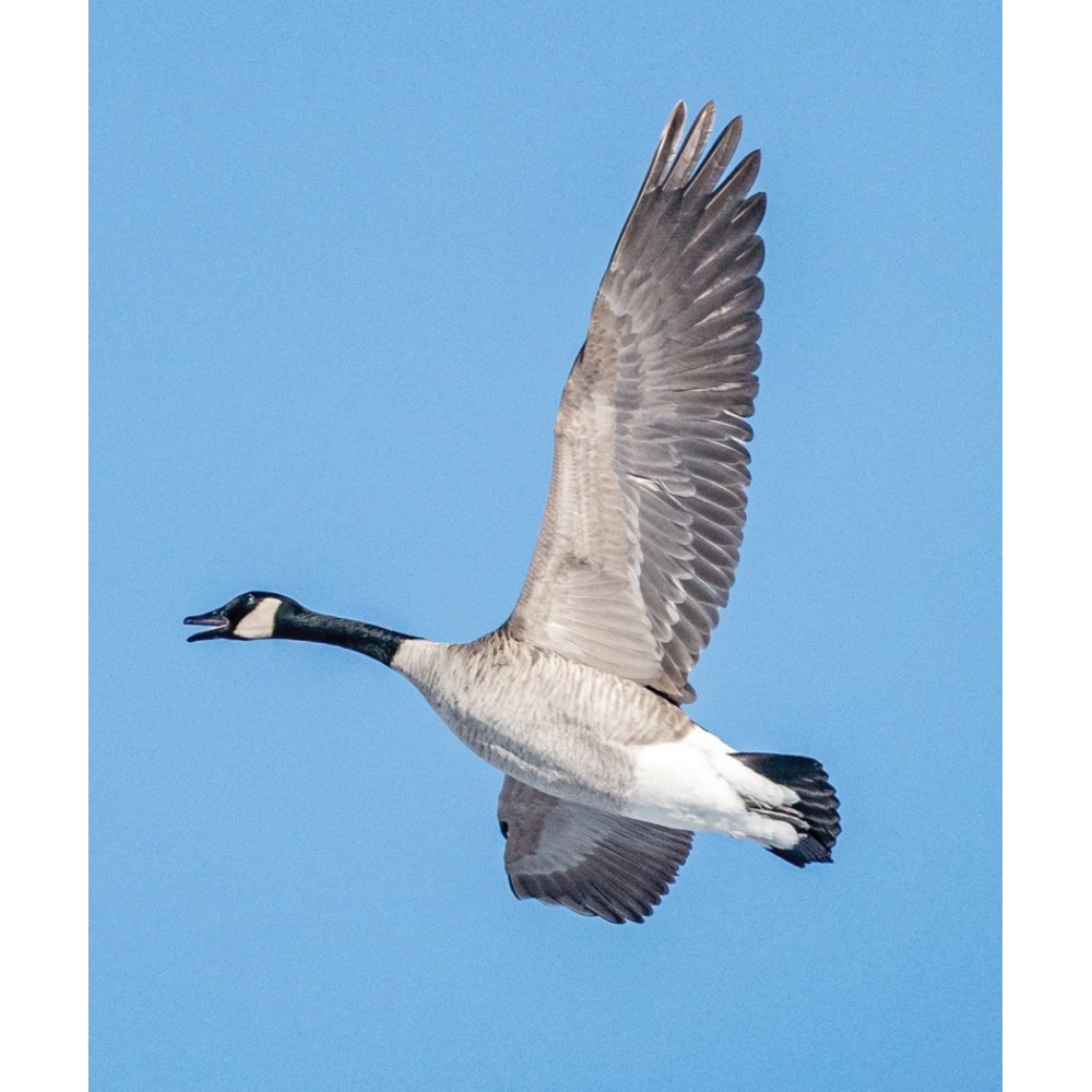 Essenza Singola Wild Earth - Canada Goose (Oca Canadese) 30 ml