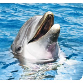 Wild Earth Single Essence – Delphin 30 ml