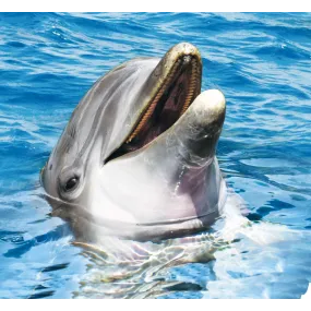 Wild Earth Single Essence -...