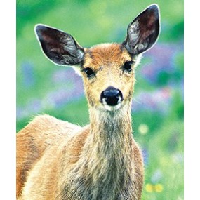 Essenza Singola Wild Earth - Deer (Cerbiatto) 30 ml