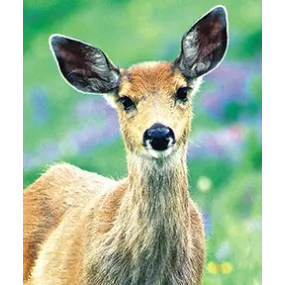 Wild Earth Single Essence -...