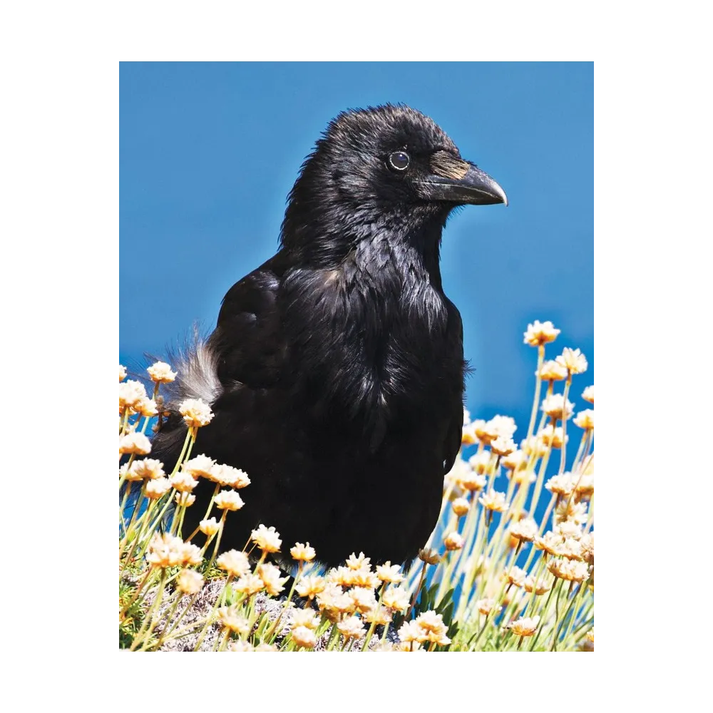 Essence unique Wild Earth - Corbeau 30