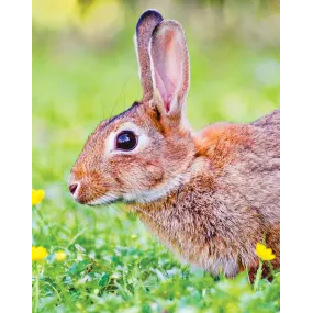 Essence unique Wild Earth -...