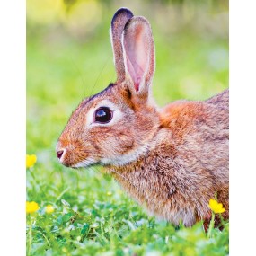 Essenza Singola Wild Earth - Rabbit (Coniglio) 30 ml