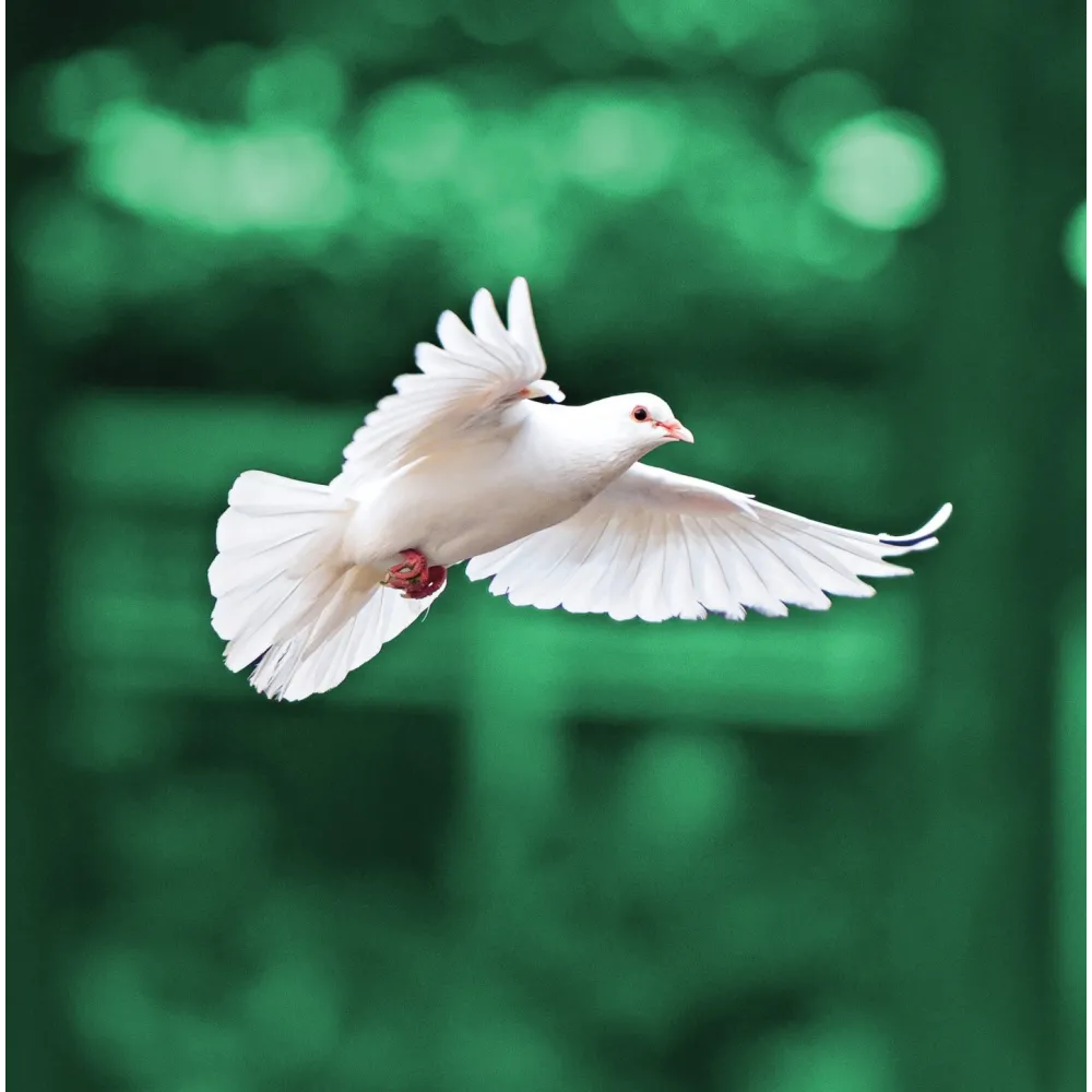 Wild Earth Single Essence - Dove (Dove) 30 ml