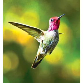 Wild Earth Single Essence -...