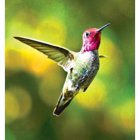 Wild Earth Single Essence - Hummingbird (Hummingbird) 30 ml