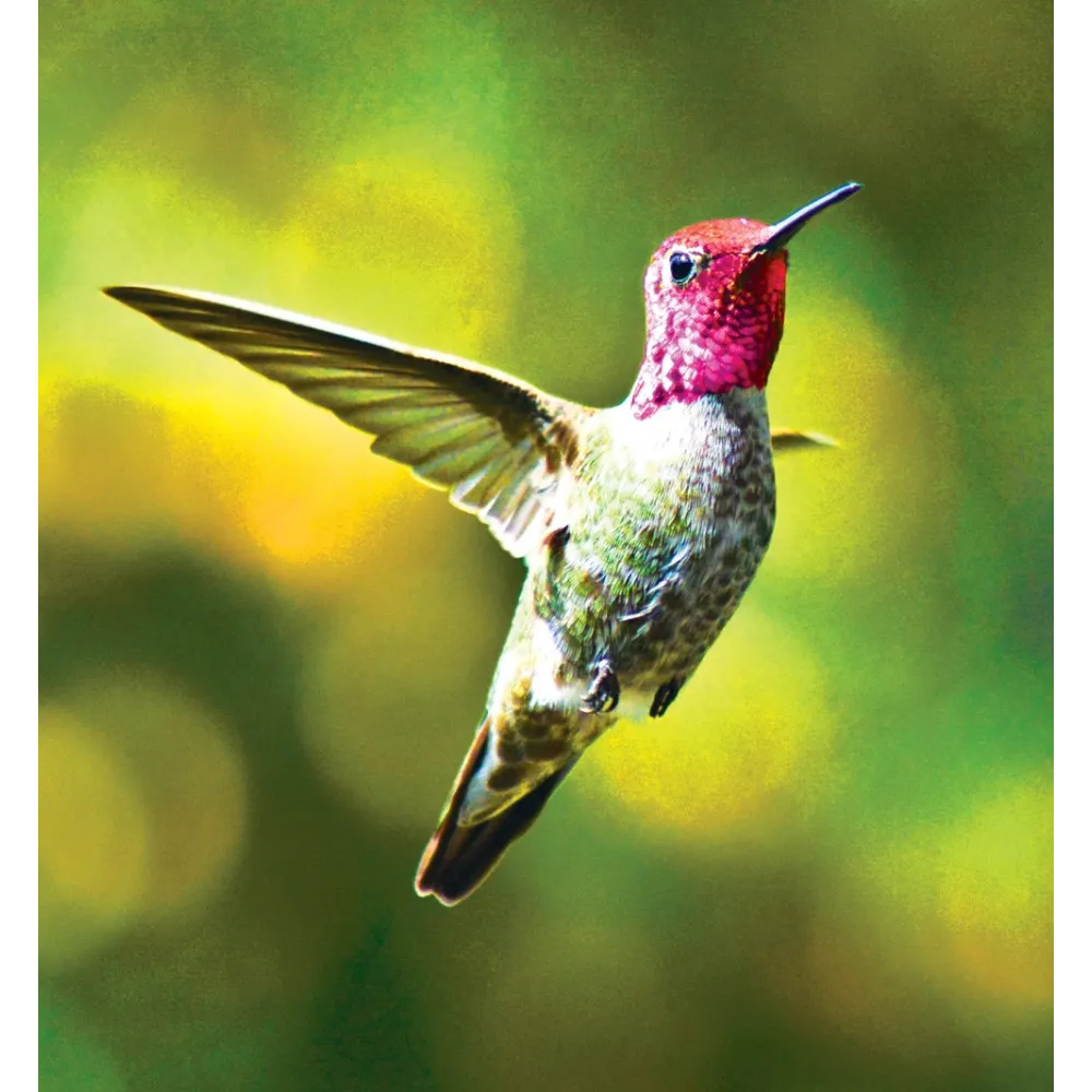 Esencia única Tierra Salvaje - Colibrí