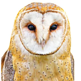 Essence unique Wild Earth -...