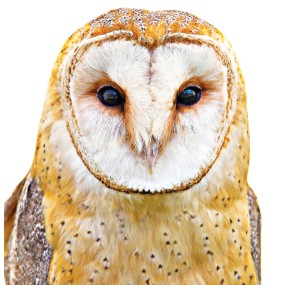 Wild Earth Single Essence - Owl 30 ml