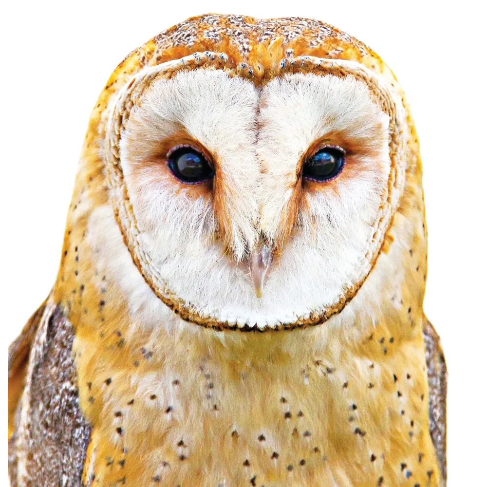 Essence unique Terre Sauvage - Hibou