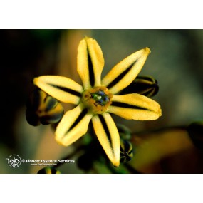Esencia única californiana FES - Cara bonita (Triteleia ixioides) 7,4 ml