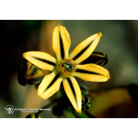Esencia única californiana...