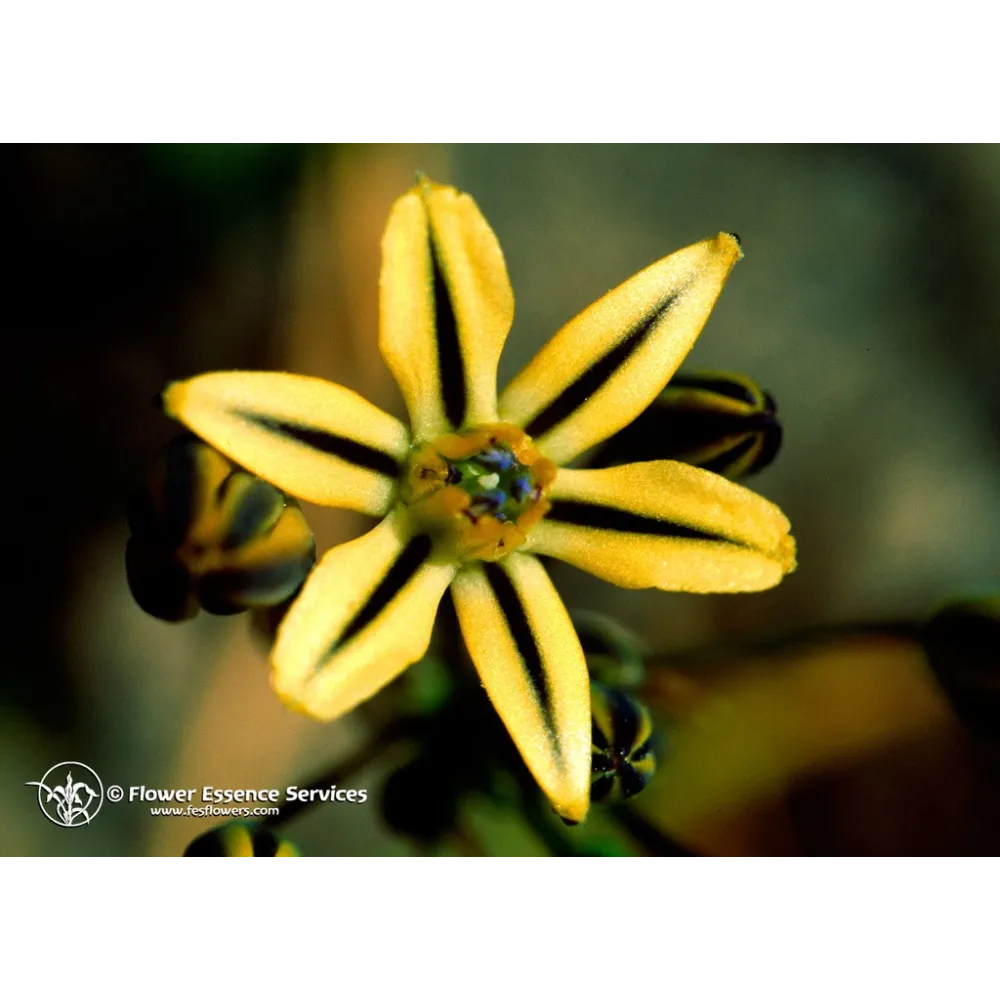 Esencia californiana única FES – Pretty Face
