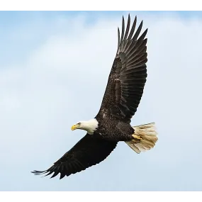 Wild Earth Single Essence -...