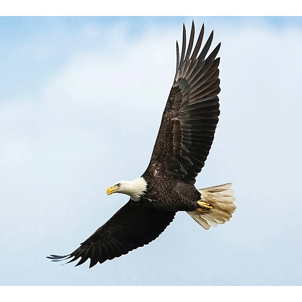 Essenza Singola Wild Earth - Eagle (Aquila) 30 ml