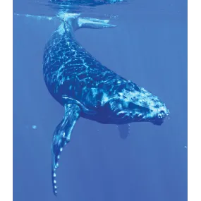 Essence unique Wild Earth -...