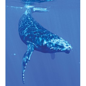 Essenza Singola Wild Earth - Whale (Balena) 30 ml