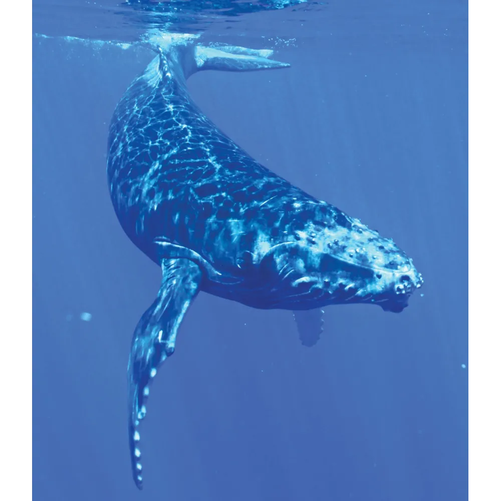 Esencia única Wild Earth - Ballena 30 ml