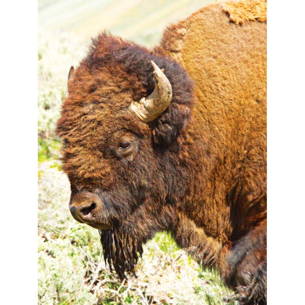 Essenza Singola Wild Earth - Buffalo (Bufalo) 30 ml