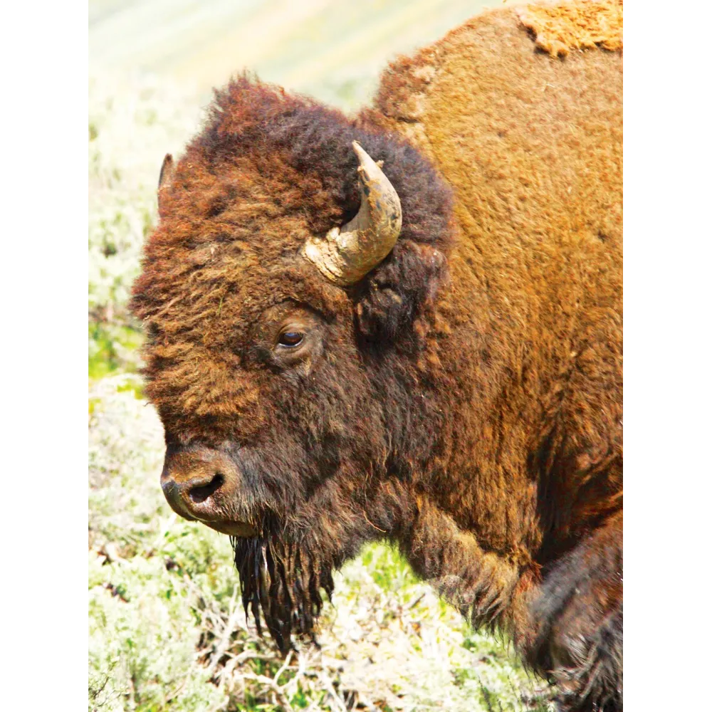 Wild Earth Single Essence - Buffalo 30 ml