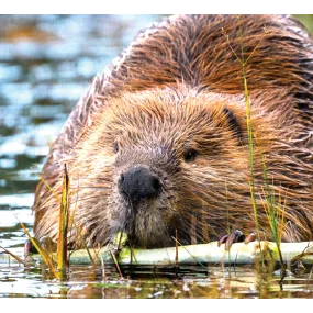 Wild Earth Single Essence -...