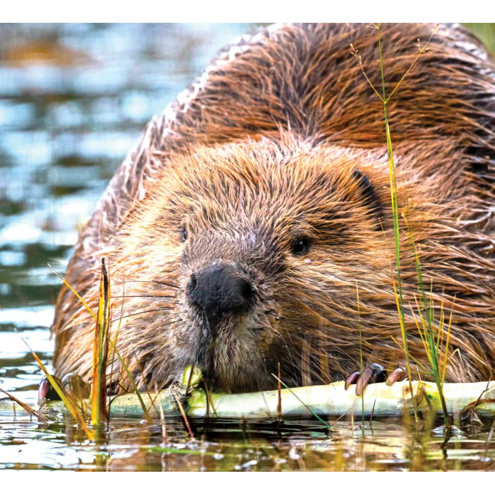 Wild Earth Single Essence - Beaver 30 ml