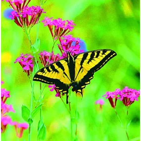 Essence unique Wild Earth -...