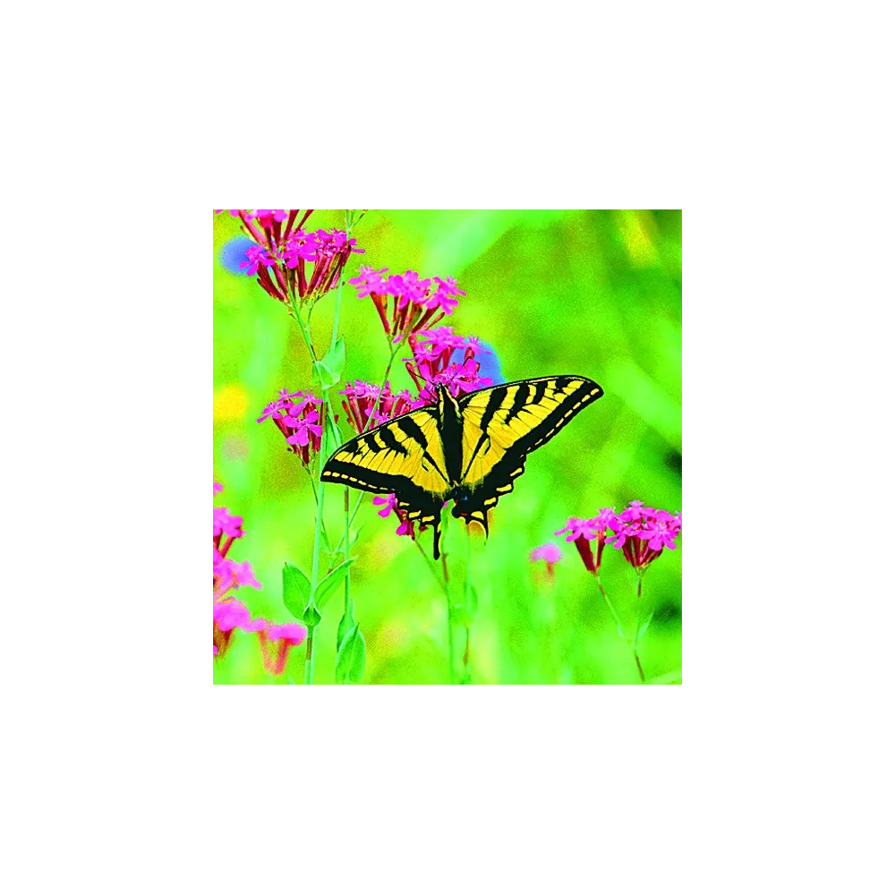 Esencia única Wild Earth - Mariposa