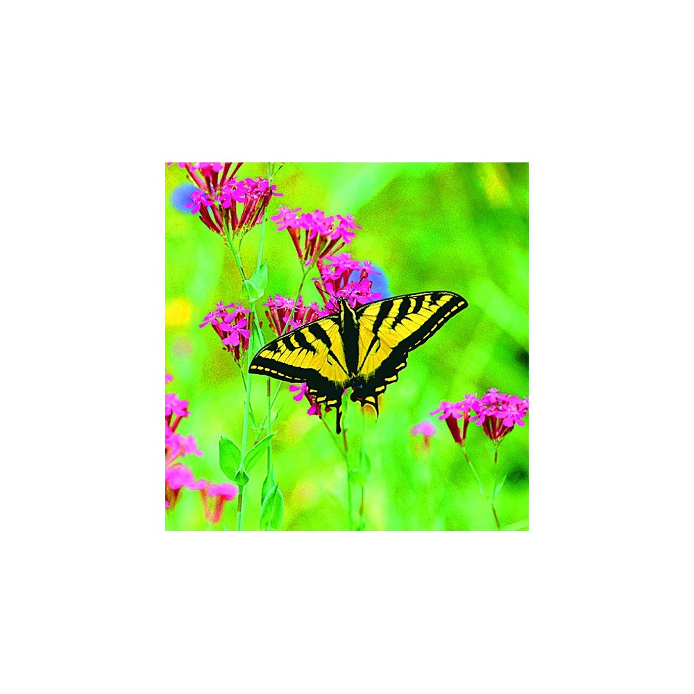 Essenza Singola Wild Earth - Butterfly (Farfalla) 30 ml